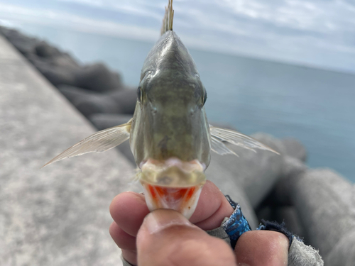 タテシマフエフキの釣果