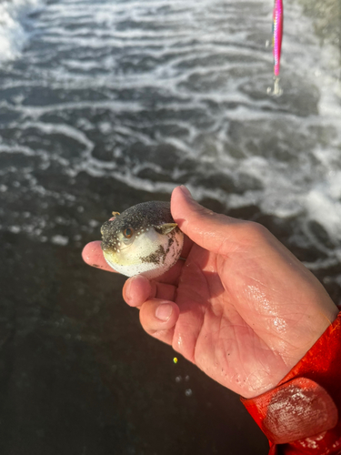 クサフグの釣果