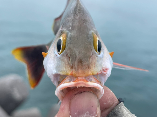 ヒメフエダイの釣果