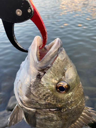 チヌの釣果