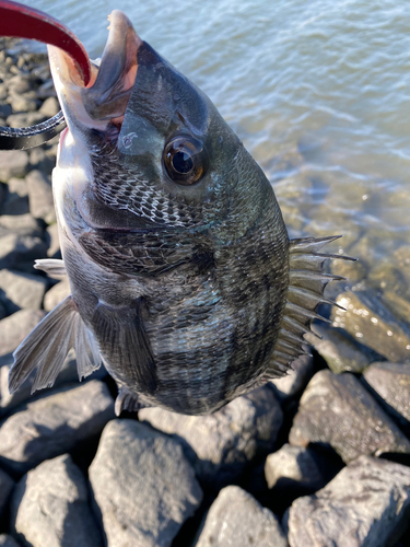 チヌの釣果