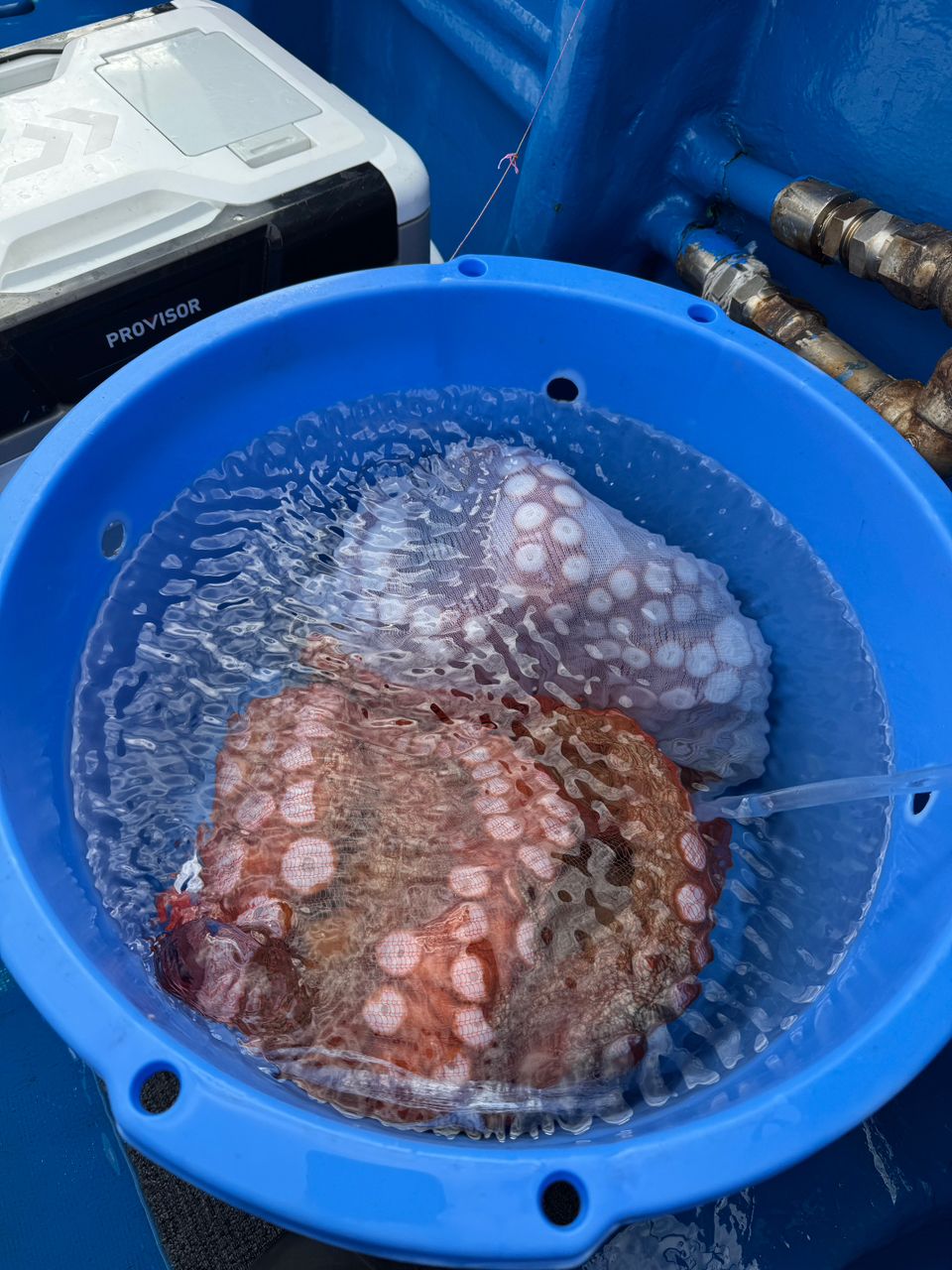 小さくても釣れれば幸せさんの釣果 2枚目の画像