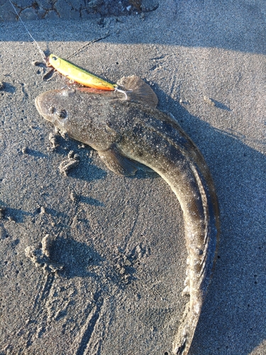 マゴチの釣果