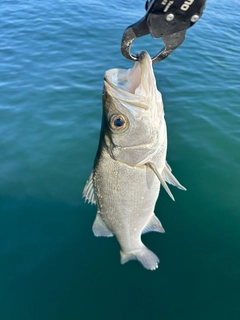 ヒラスズキの釣果