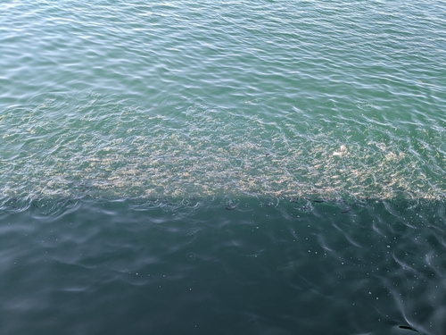 イワシの釣果