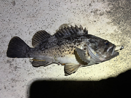 クロソイの釣果