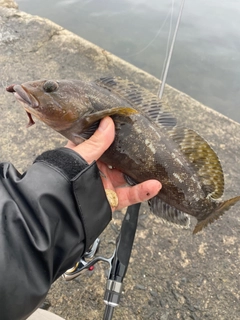 アイナメの釣果