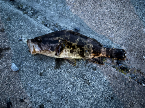 ベッコウゾイの釣果