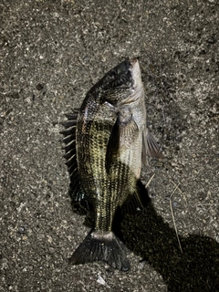 チヌの釣果