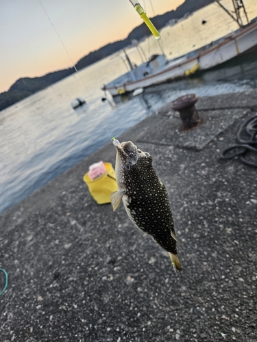 フグの釣果