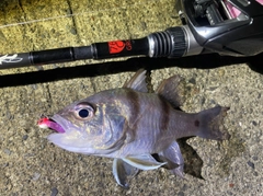 ネンブツダイの釣果