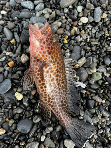 オオモンハタの釣果