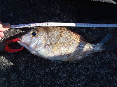 メイチダイの釣果