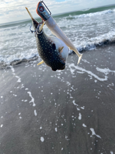 フグの釣果