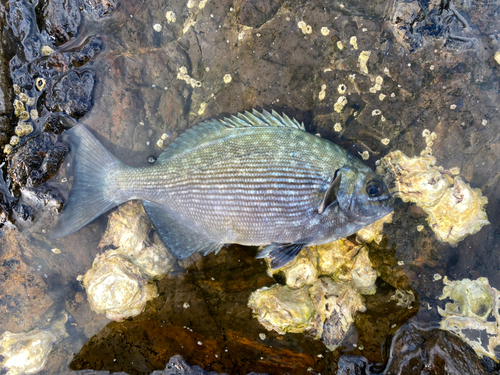 イスズミの釣果