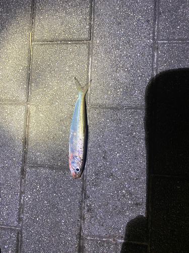 イワシの釣果