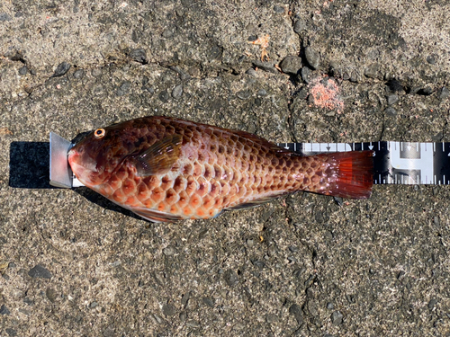 ブダイの釣果