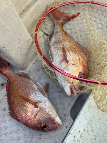 マダイの釣果