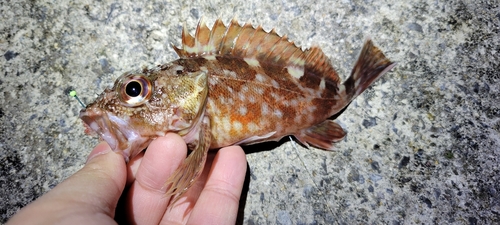 カサゴの釣果