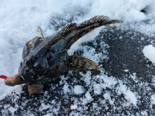 カジカの釣果