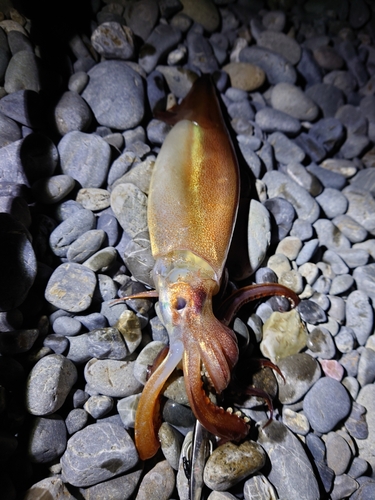 スルメイカの釣果