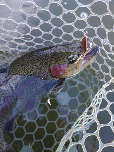 ニジマスの釣果