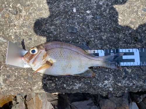メイチダイの釣果