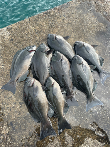 クチブトグレの釣果