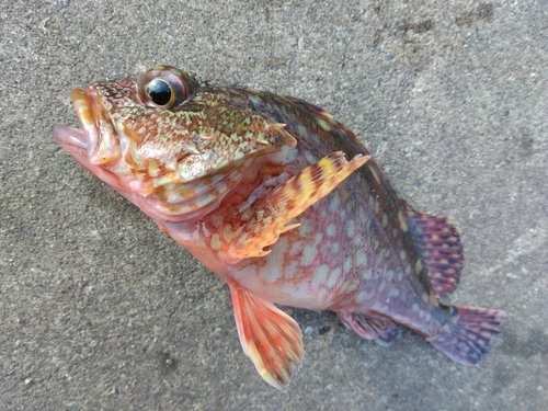 カサゴの釣果