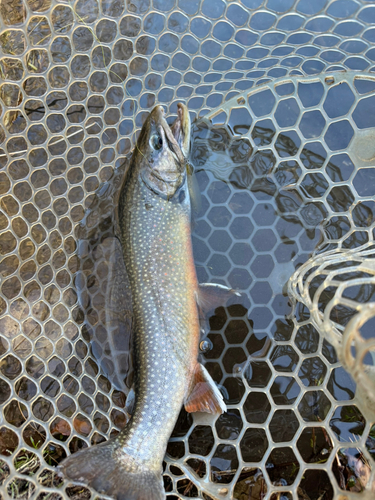 ニジマスの釣果