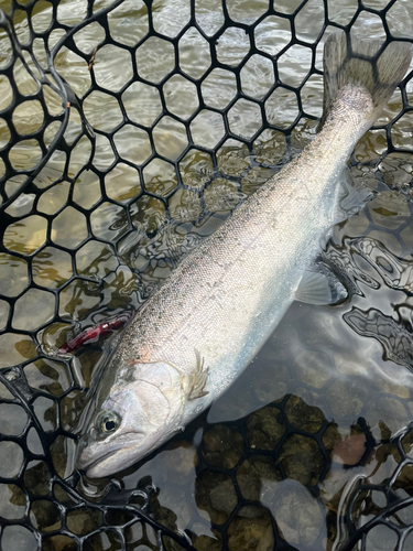 サクラマスの釣果