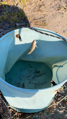 モロコの釣果