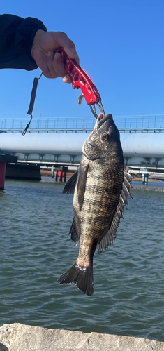 チヌの釣果