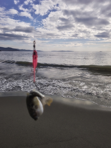 クサフグの釣果