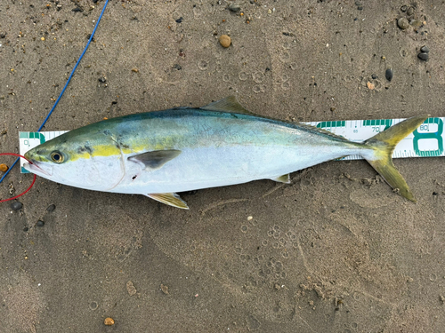 ブリの釣果