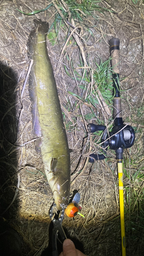 マナマズの釣果