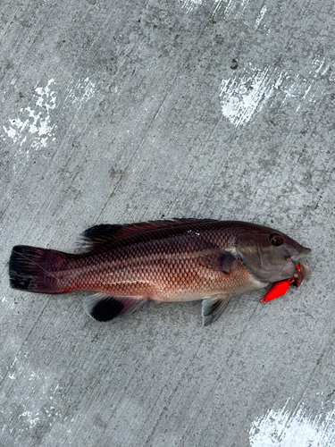 コブダイの釣果