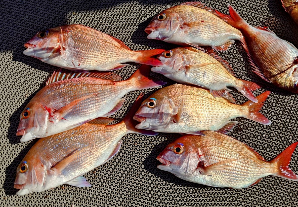 ヒラメ。ママさんの釣果 2枚目の画像