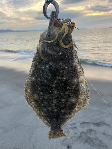 ヒラメの釣果