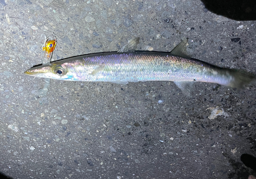 カマスの釣果