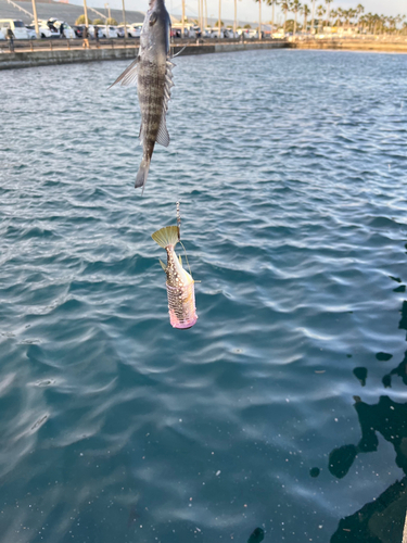 クサフグの釣果