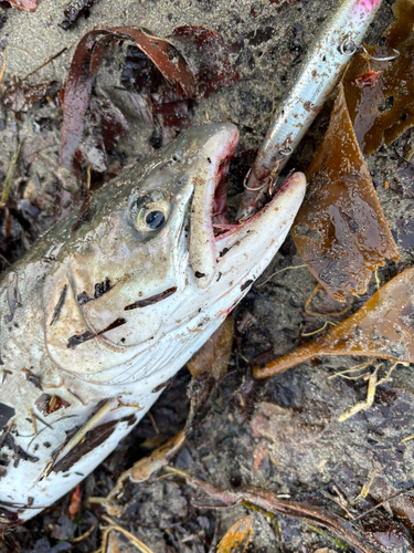 サクラマスの釣果