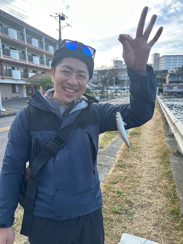 ウルメイワシの釣果