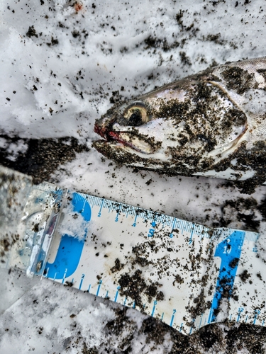 アメマスの釣果