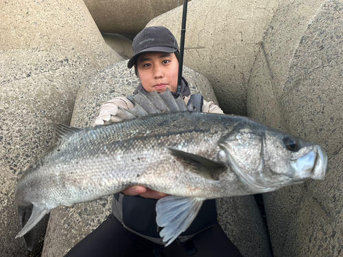 スズキの釣果