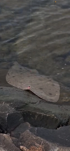 ツバクロエイの釣果