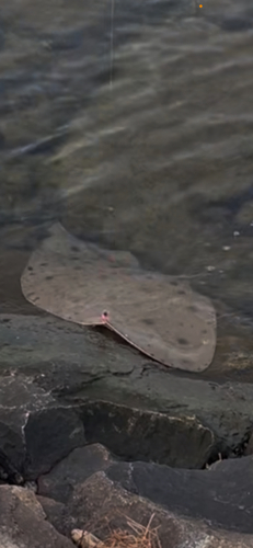 ツバクロエイの釣果