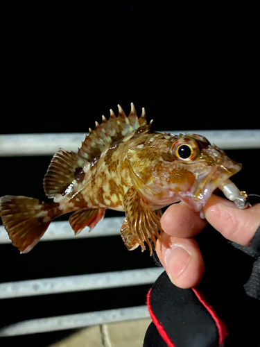 アラカブの釣果