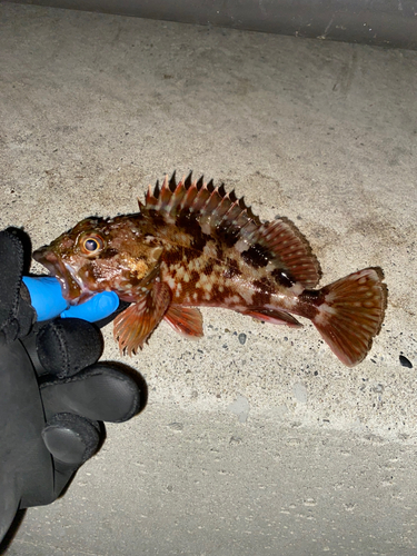 カサゴの釣果