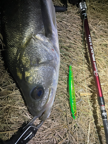 シーバスの釣果